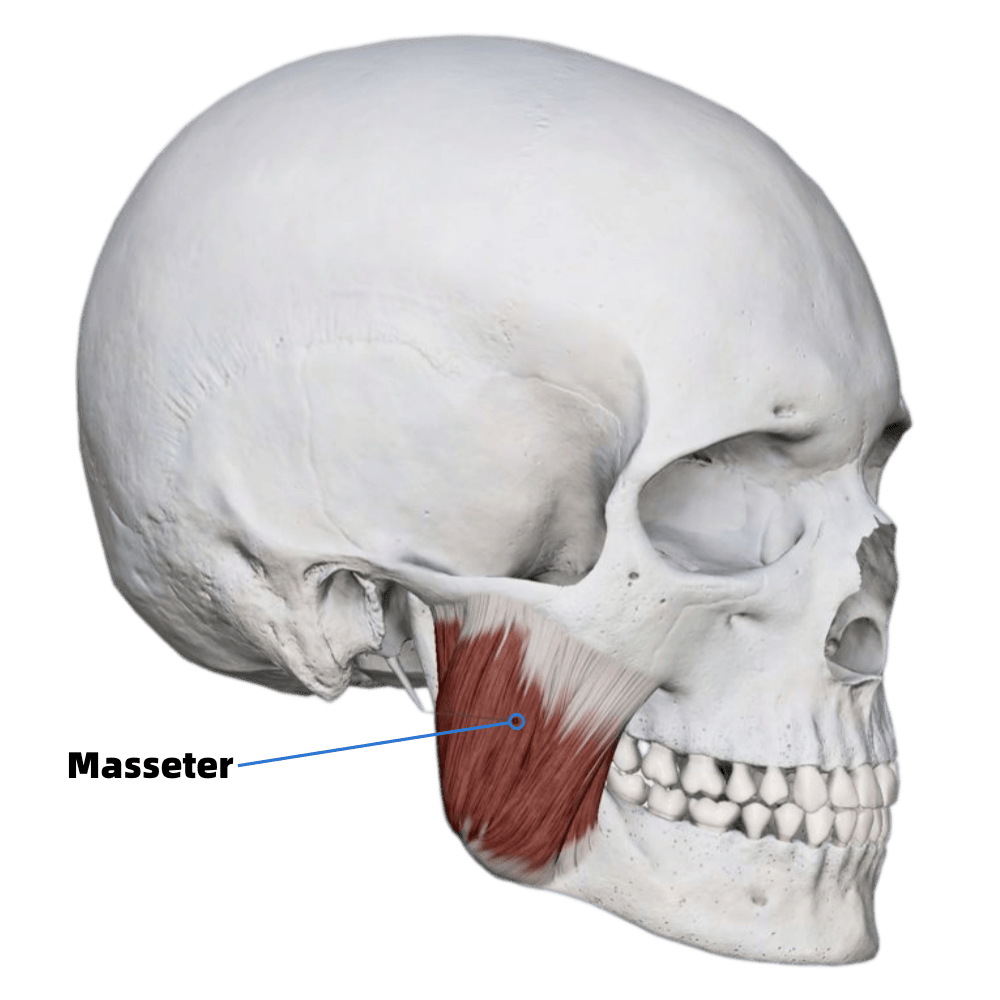 where the masseter muscle sits